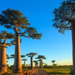 Madagascar: Explorando la Biodiversidad de un Mundo Aparte