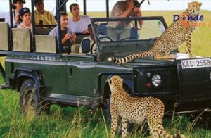 Safari en Kenia: Una Guía para la Aventura Salvaje