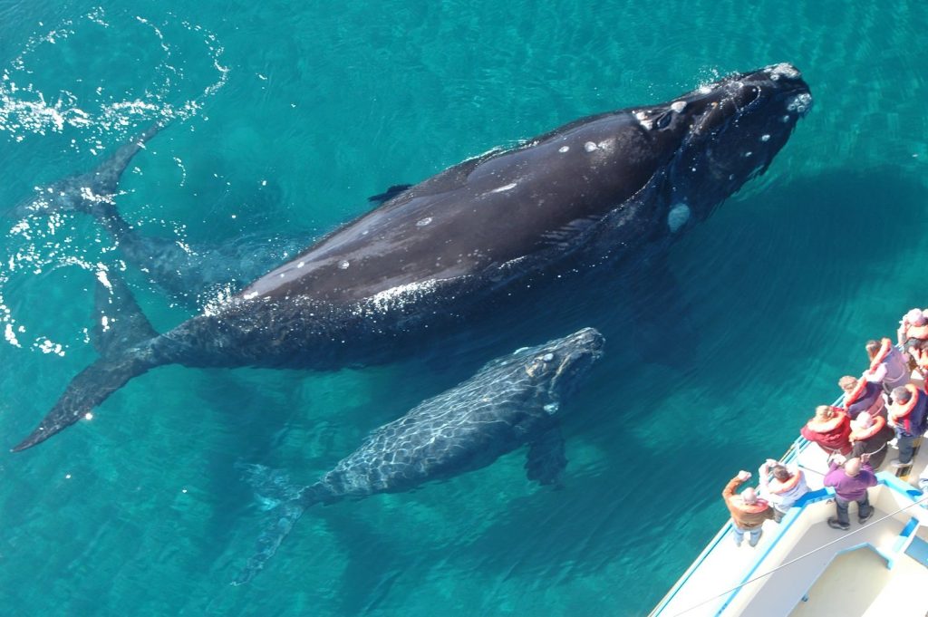 ballenas en Las Azores