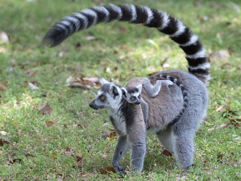 Lemur en Madagascar