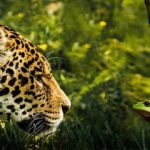 Guía de Supervivencia de la Selva Amazónica para el Viajero Intrépido