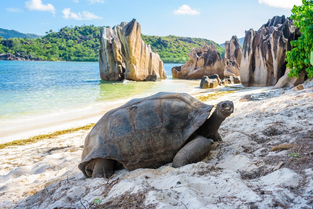 Fauna en Seychelles