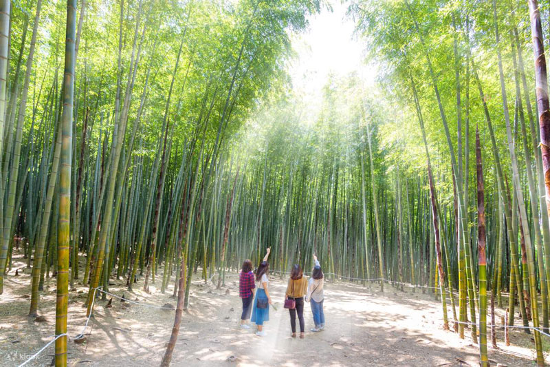 Bosque de Bambú de Daereungwon
