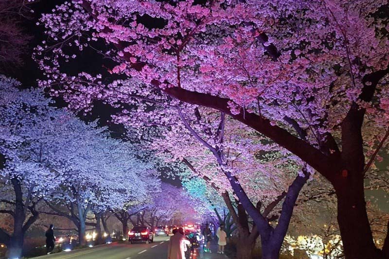 Festival de Gyeongju Cherry Blossom