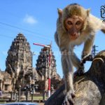 Lopburi: Un Encuentro Único con Monos en Tailandia