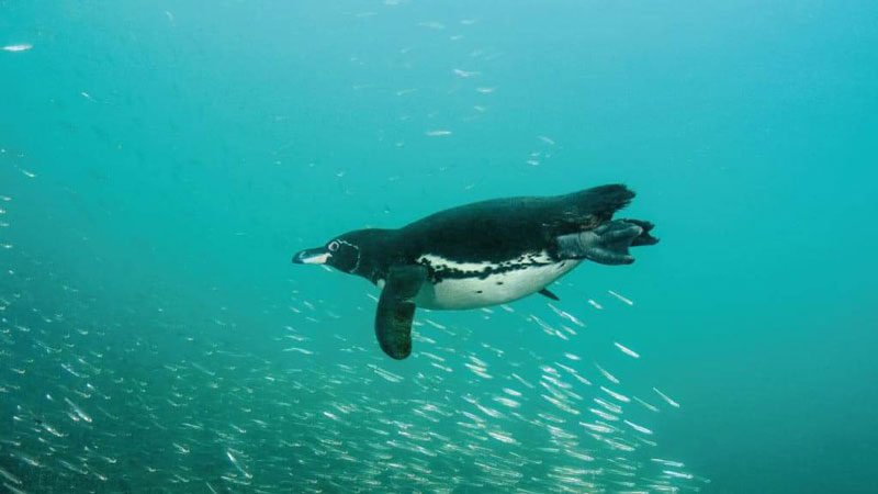 Snorkeling en la Isla Isabela con Pingüinos de Galápagos
