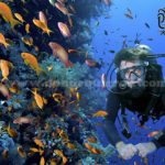 Diarios de Buceo: Explorando los Arrecifes Más Coloridos