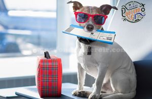 Lugares ideales para aquellos que desean viajar con mascotas.