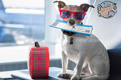 viajar con mascotas